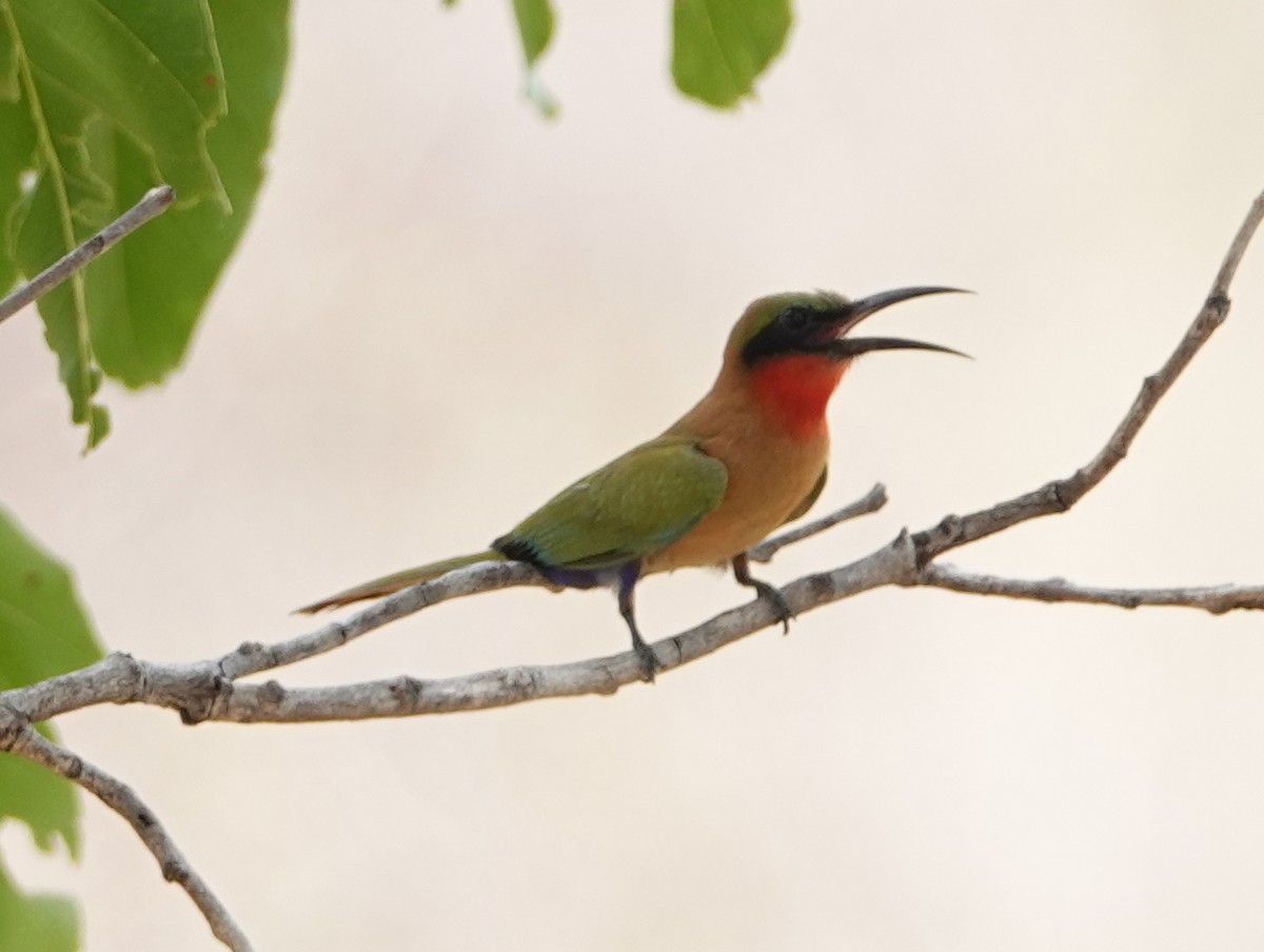 Red-throated Bee-eater - Peter Yendle