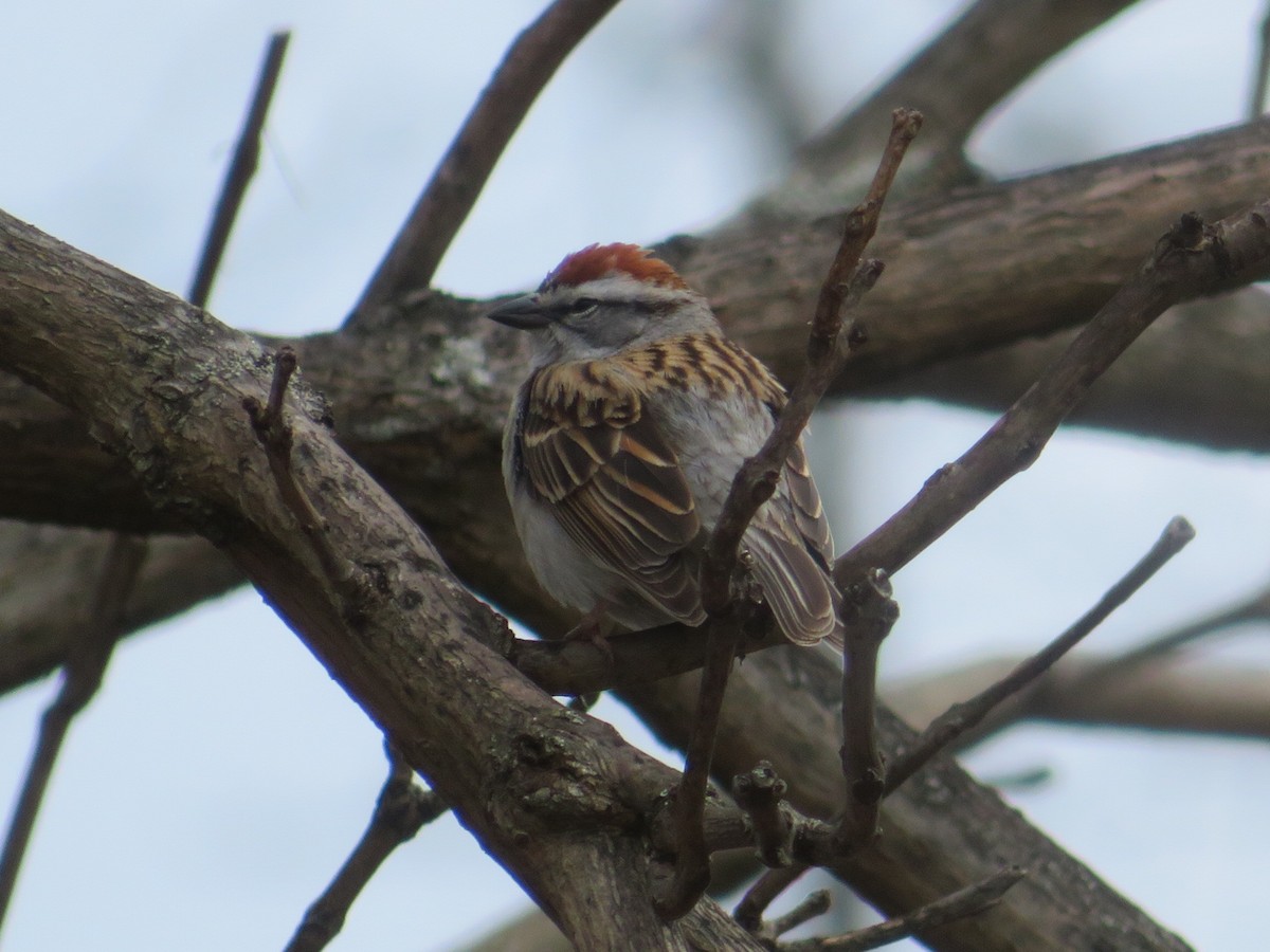 Chipping Sparrow - ML617185370