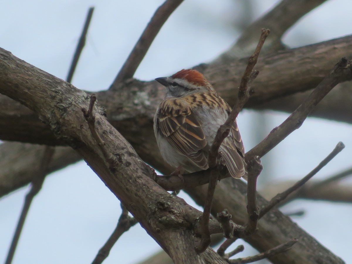 Chipping Sparrow - ML617185371