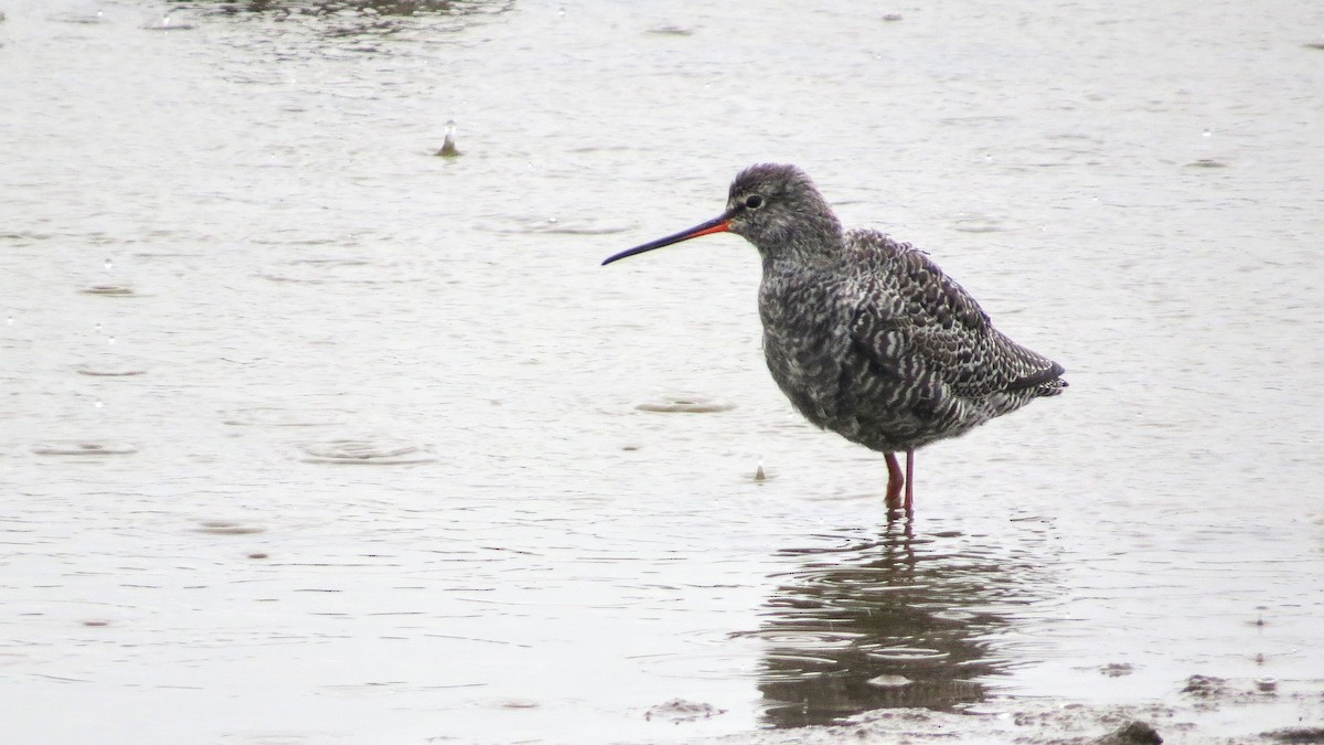 Spotted Redshank - ML617185374
