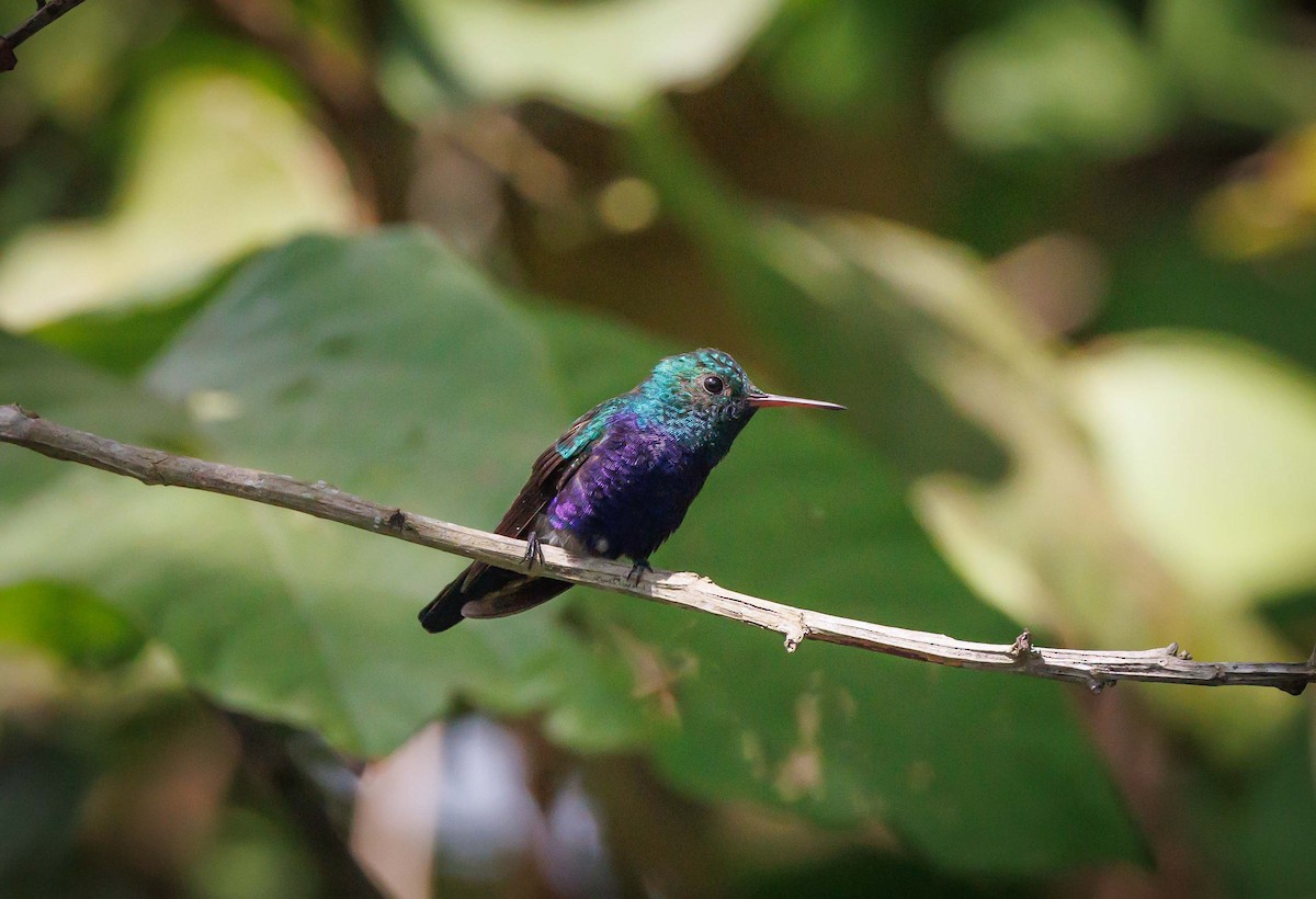 Violet-bellied Hummingbird - Jeffrey Barnum