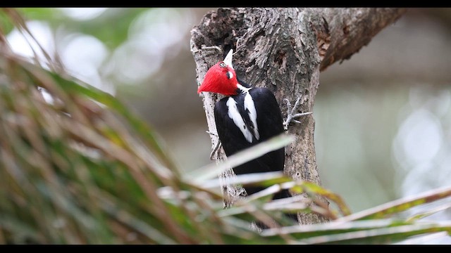 Crimson-crested Woodpecker - ML617185432