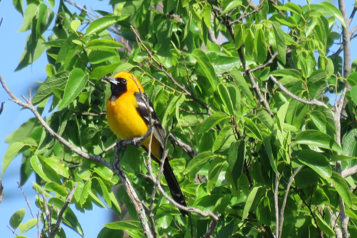 Hooded Oriole - Mel Cooksey