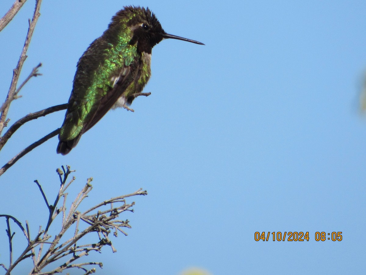 Anna's Hummingbird - ML617185536
