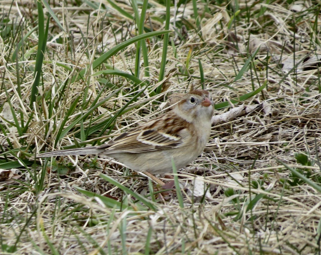 Field Sparrow - ML617185588