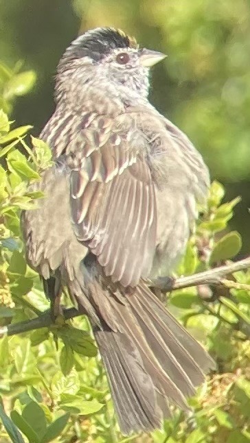 Golden-crowned Sparrow - ML617185590
