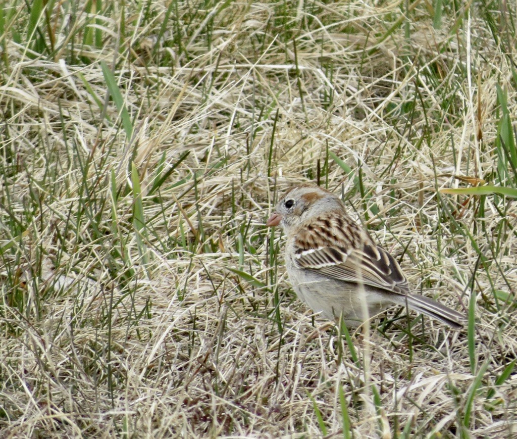 Field Sparrow - ML617185592