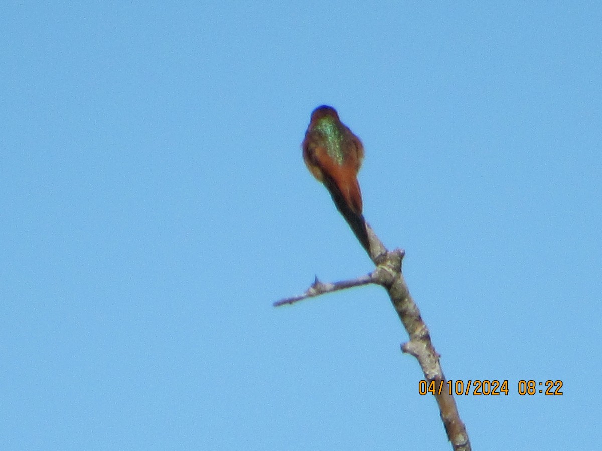 Allen's Hummingbird - crdf bird