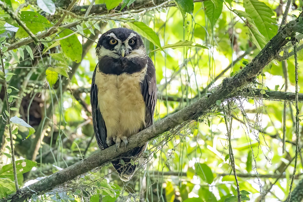 Spectacled Owl - ML617185723