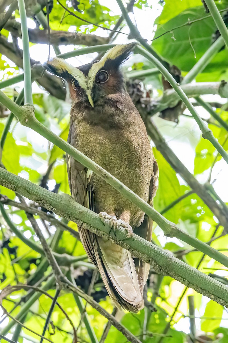 Crested Owl - ML617185826