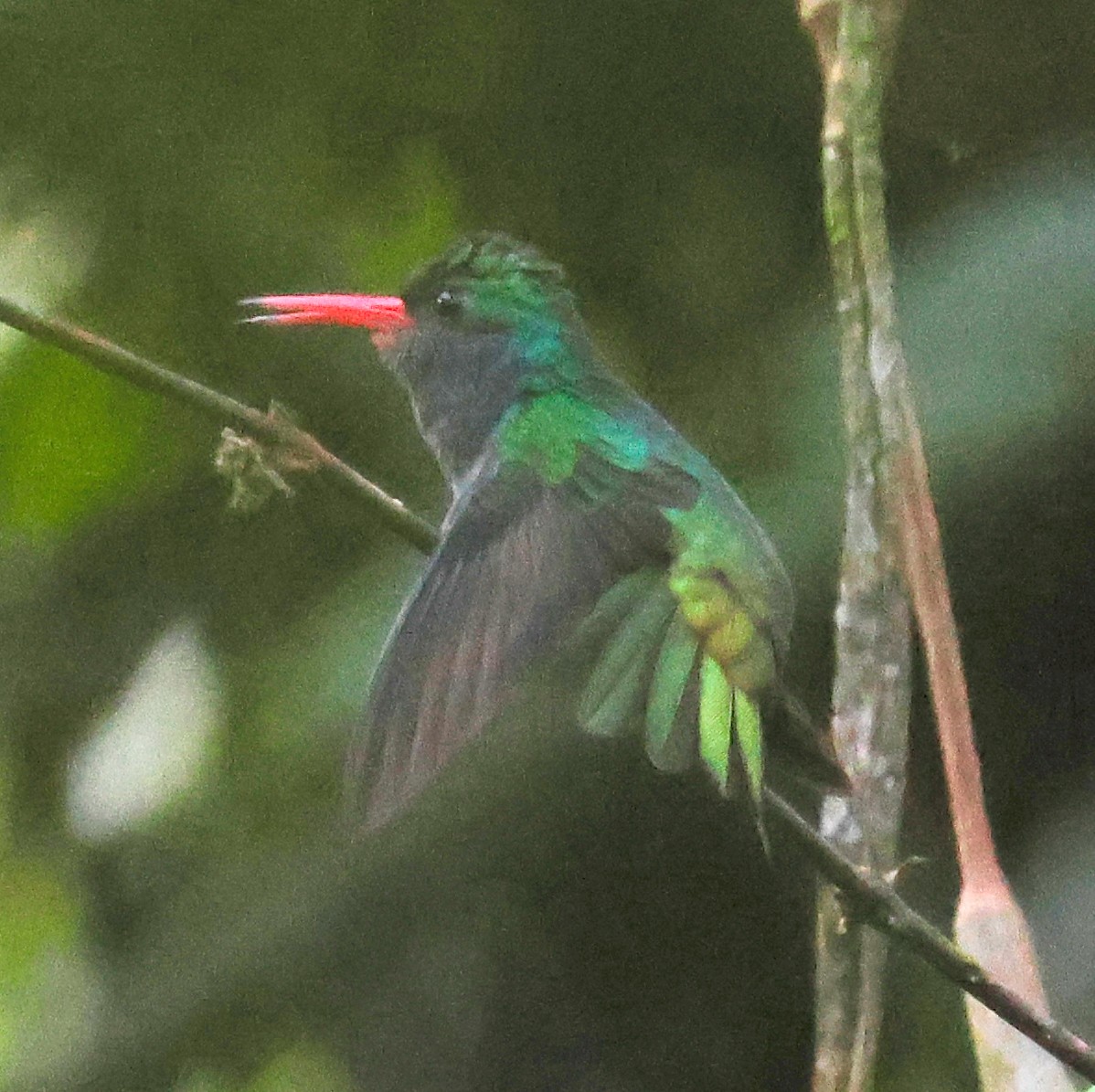 Blue-throated Goldentail - ML617185952