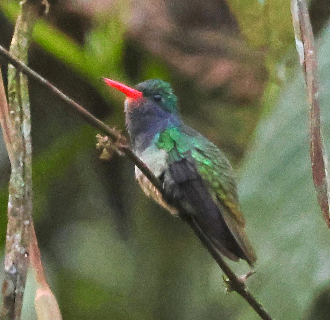 Blue-throated Goldentail - ML617185953