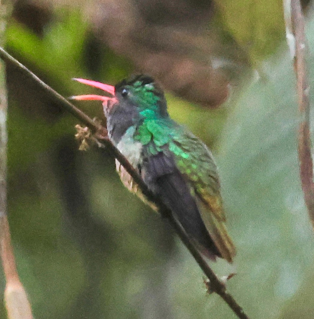 Blue-throated Goldentail - ML617185954