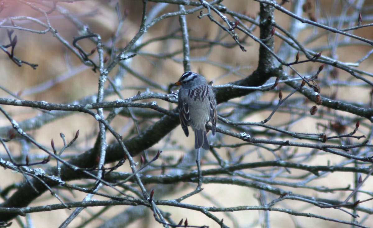 White-crowned Sparrow - Richard MacIntosh