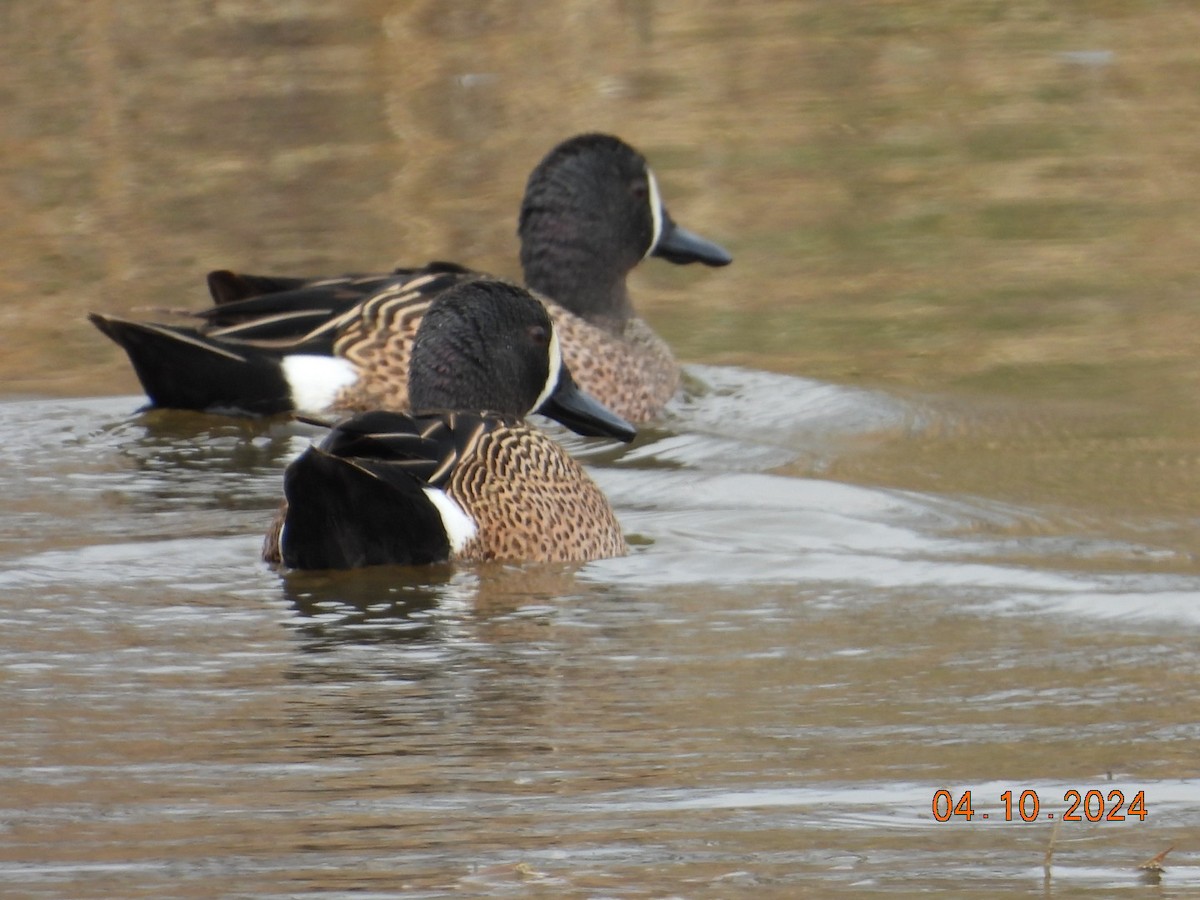 Blue-winged Teal - ML617186210