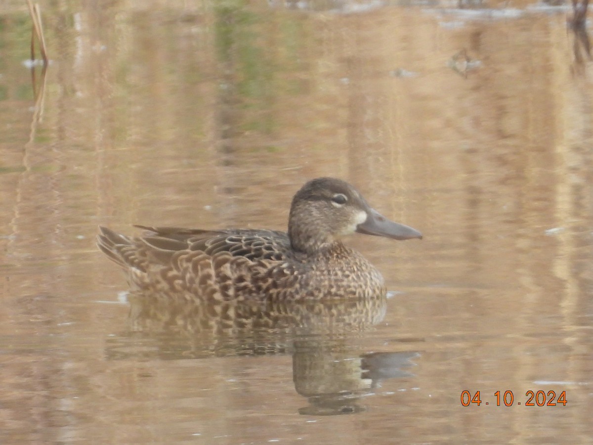 Blue-winged Teal - ML617186220