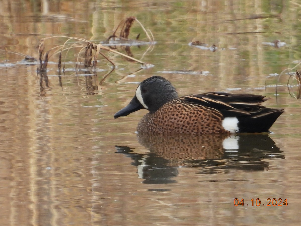 Blue-winged Teal - ML617186230