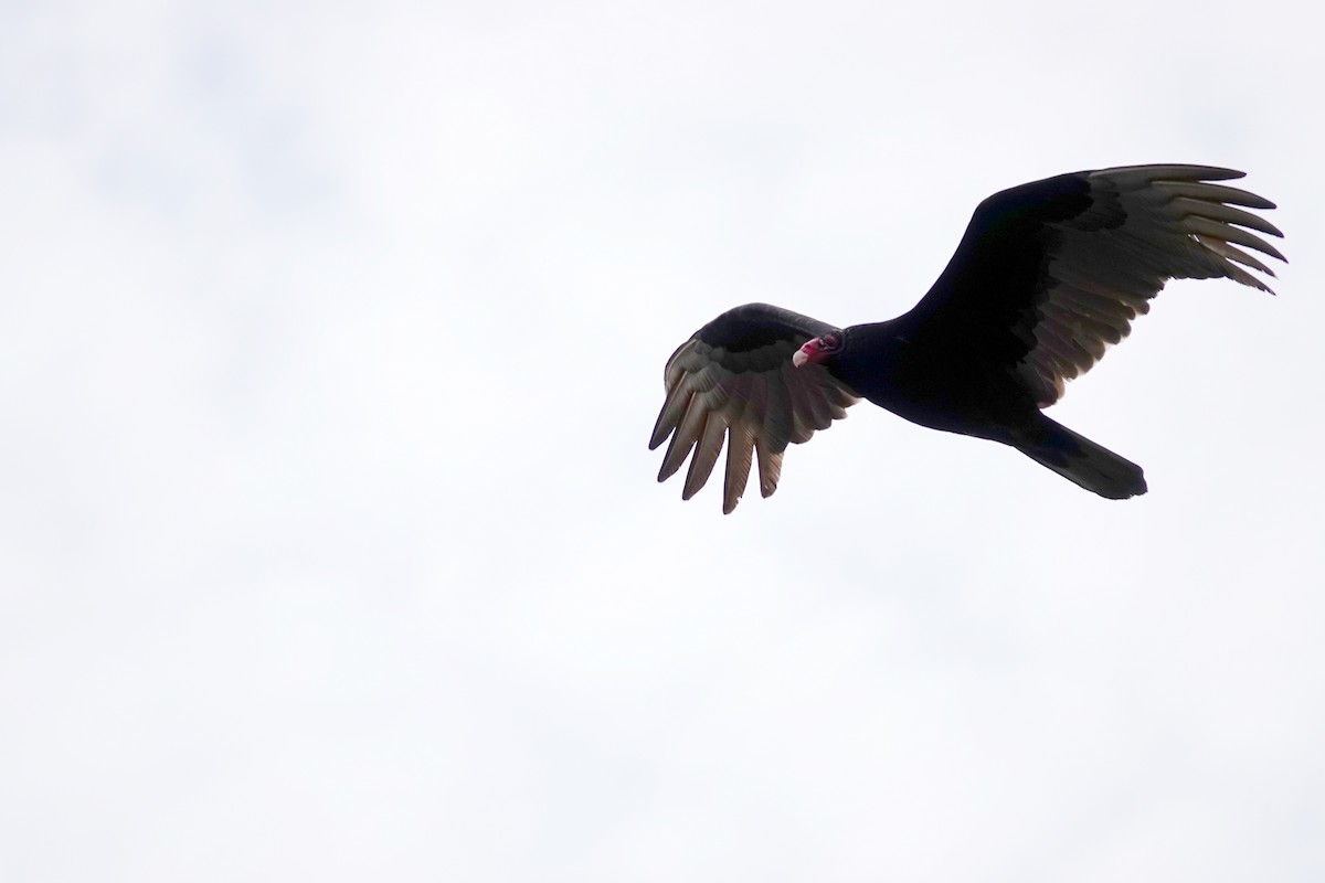 Turkey Vulture - ML617186238