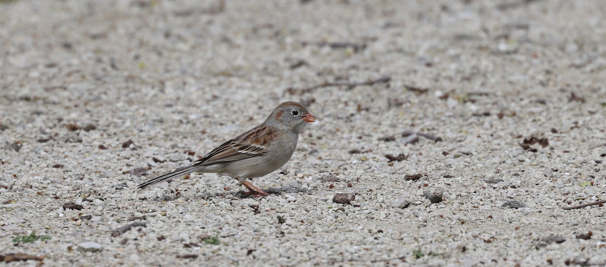 Field Sparrow - ML617186260