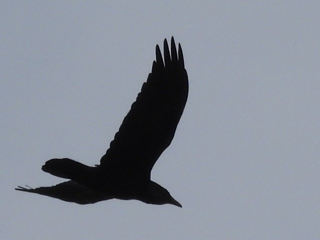 Common Raven - Pamela Fisher