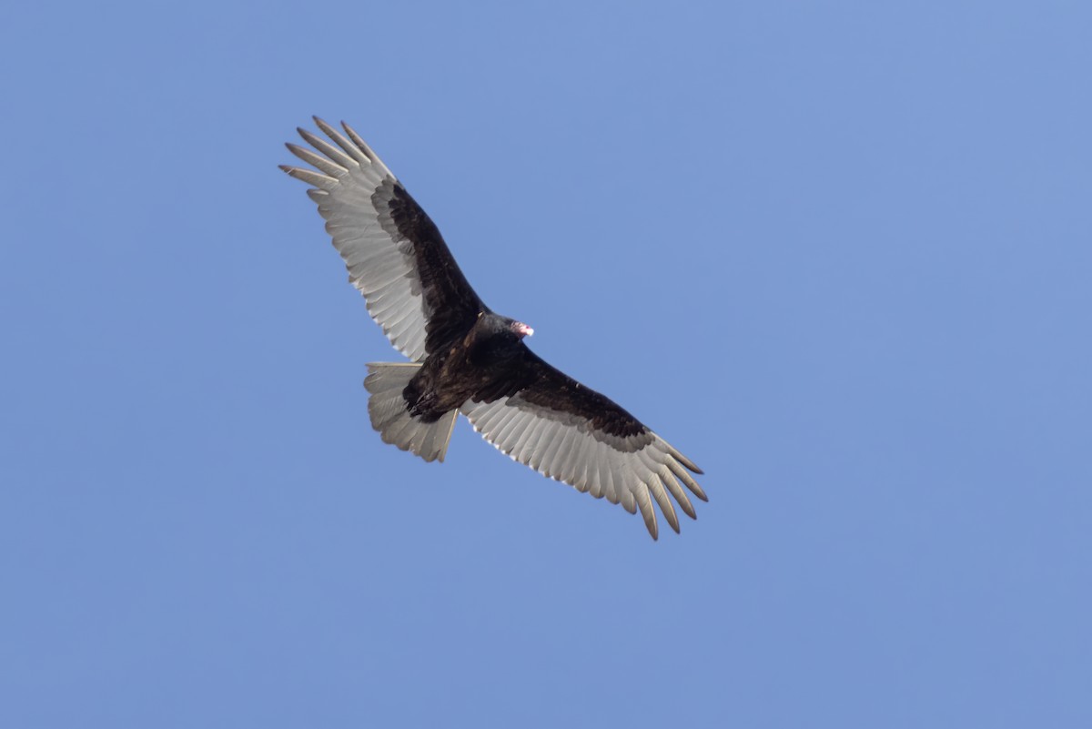 Turkey Vulture - ML617186313