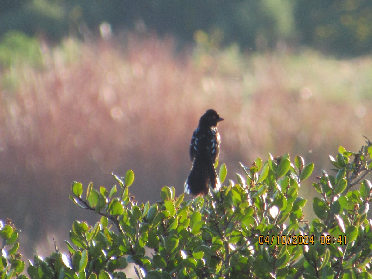 Spotted Towhee - ML617186409