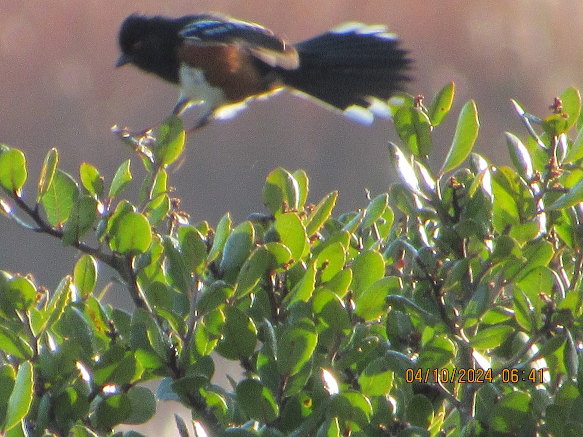 Spotted Towhee - ML617186432