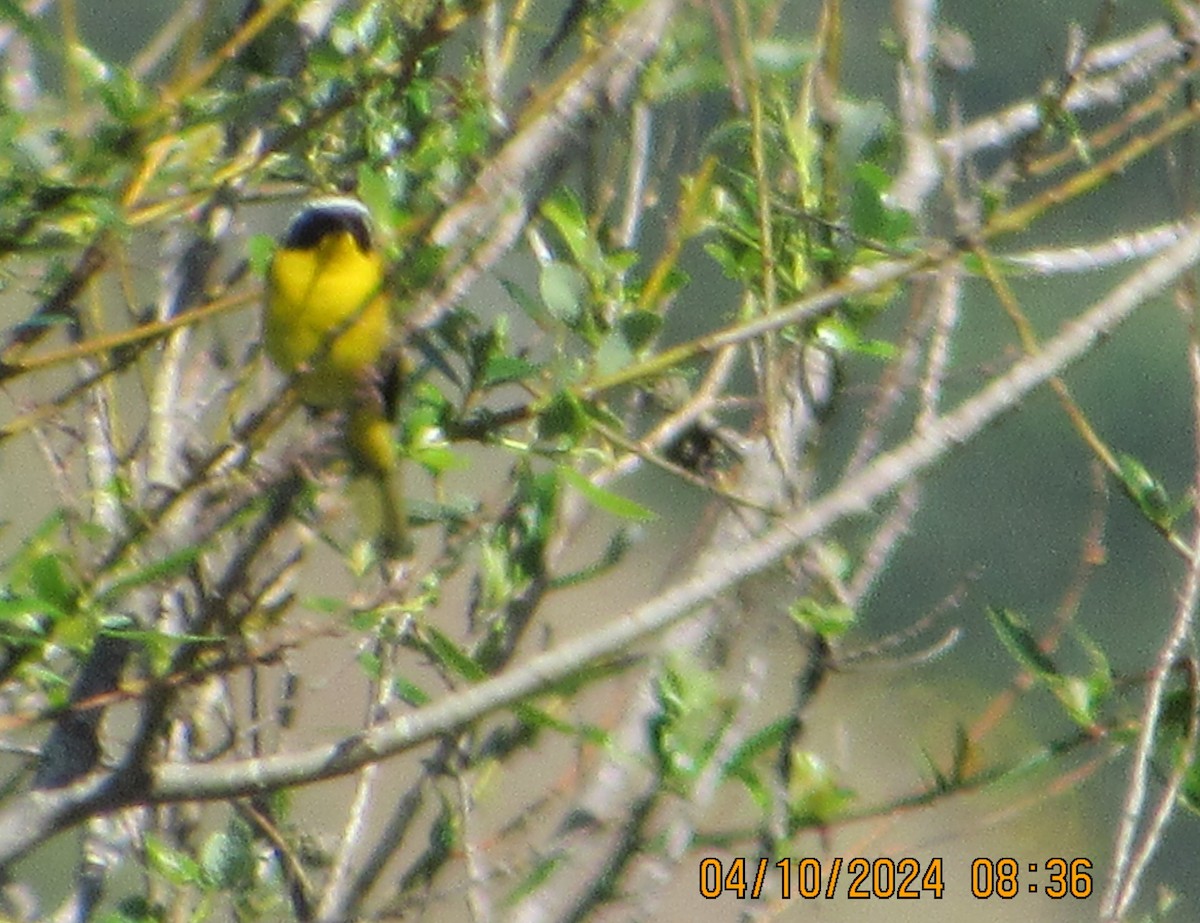 Common Yellowthroat - crdf bird