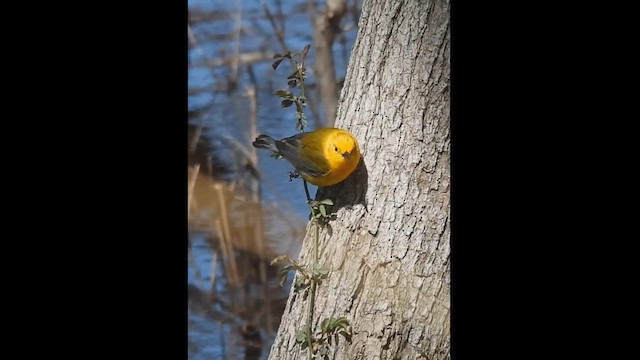 Prothonotary Warbler - ML617186629