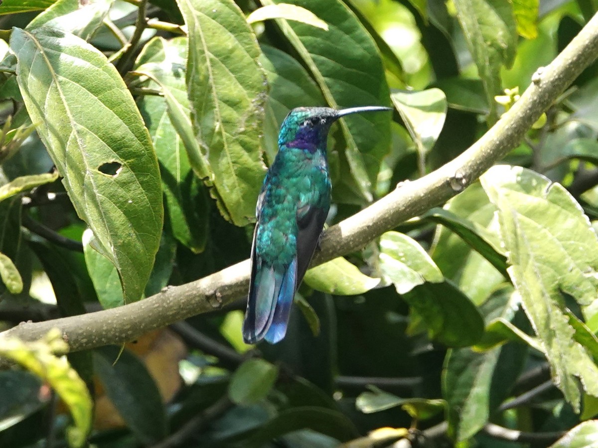kolibřík modrouchý - ML617186662