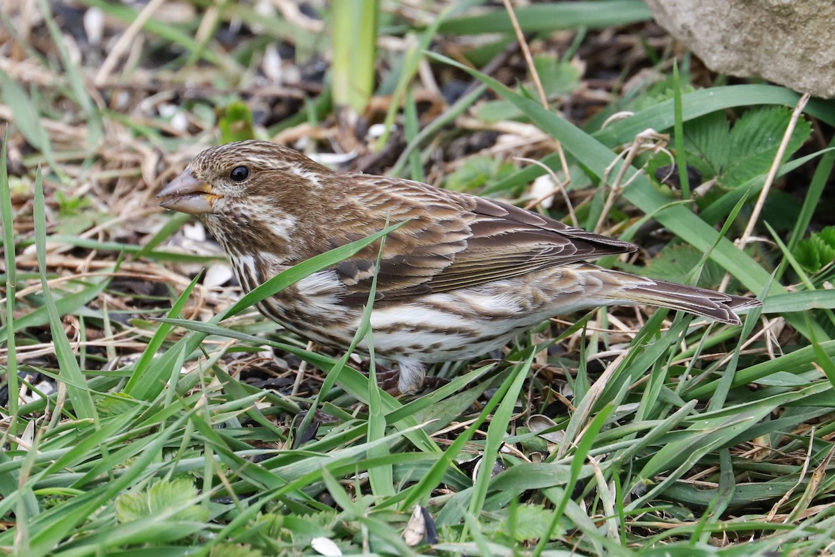 Pennsylvania Bird Atlas Checklist - 10 Apr 2024 - 399 Upper Georges ...