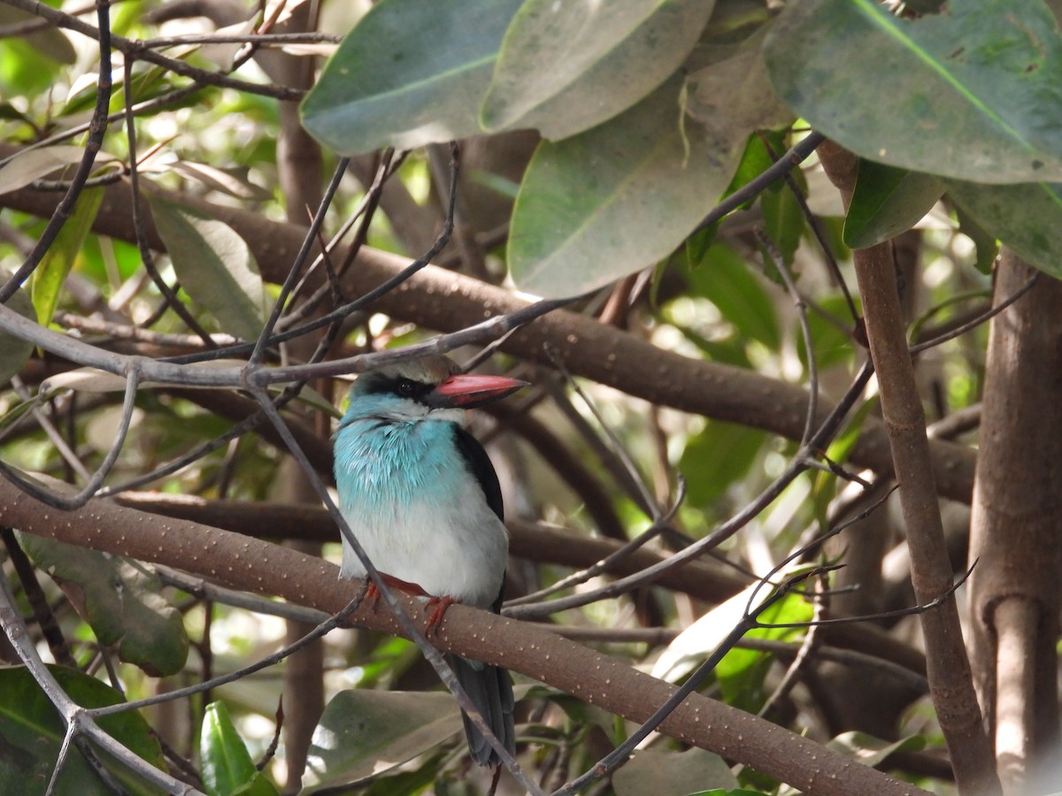 Blue-breasted Kingfisher - Dennis Heynckes