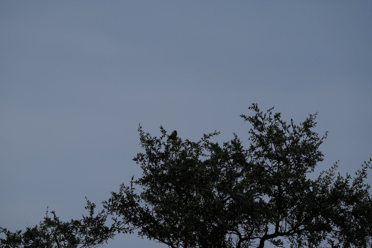 Сероголовый попугай (suahelicus) - ML617186880