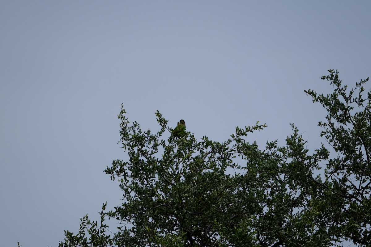 Brown-necked Parrot (Gray-headed) - ML617186881