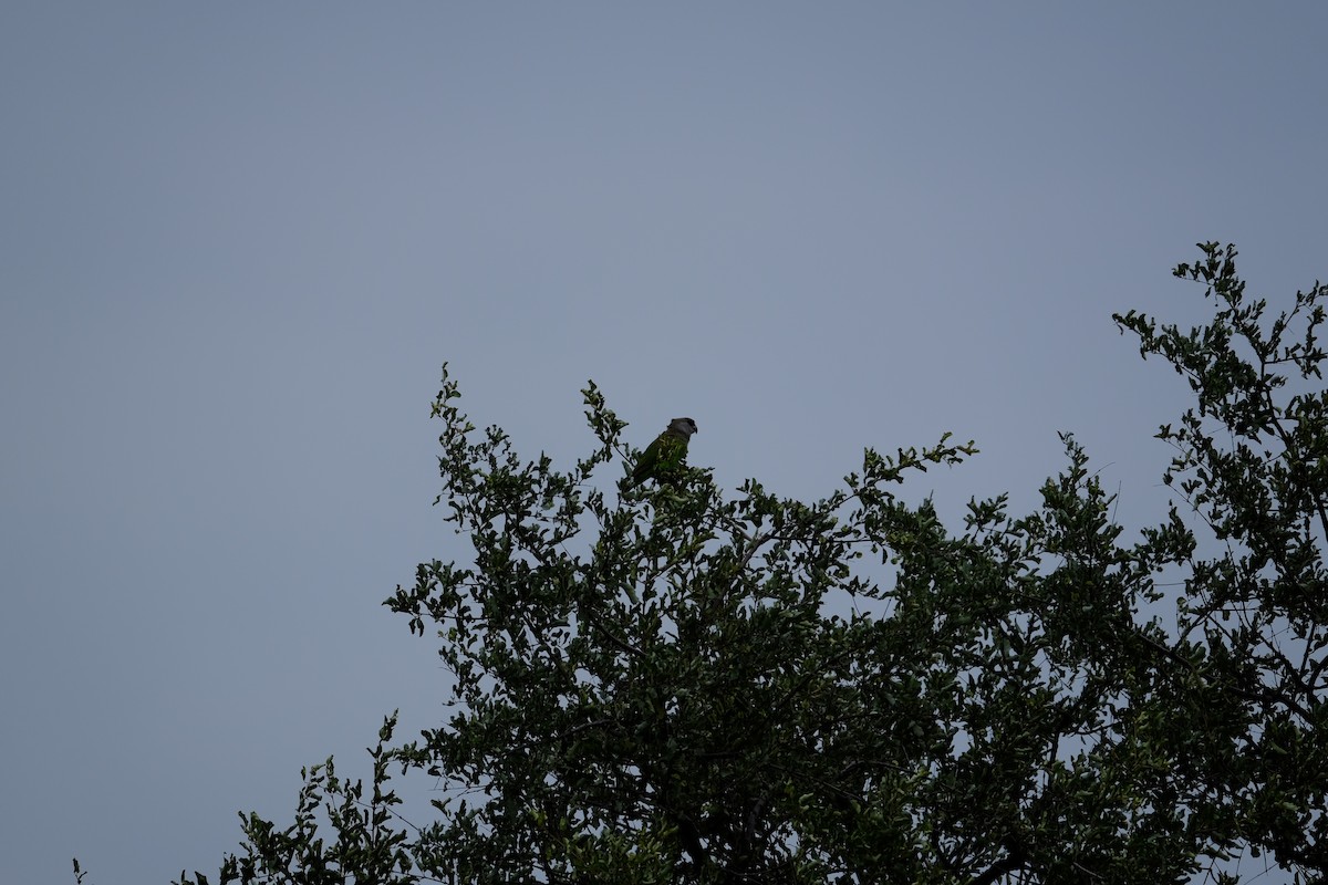 Сероголовый попугай (suahelicus) - ML617186882