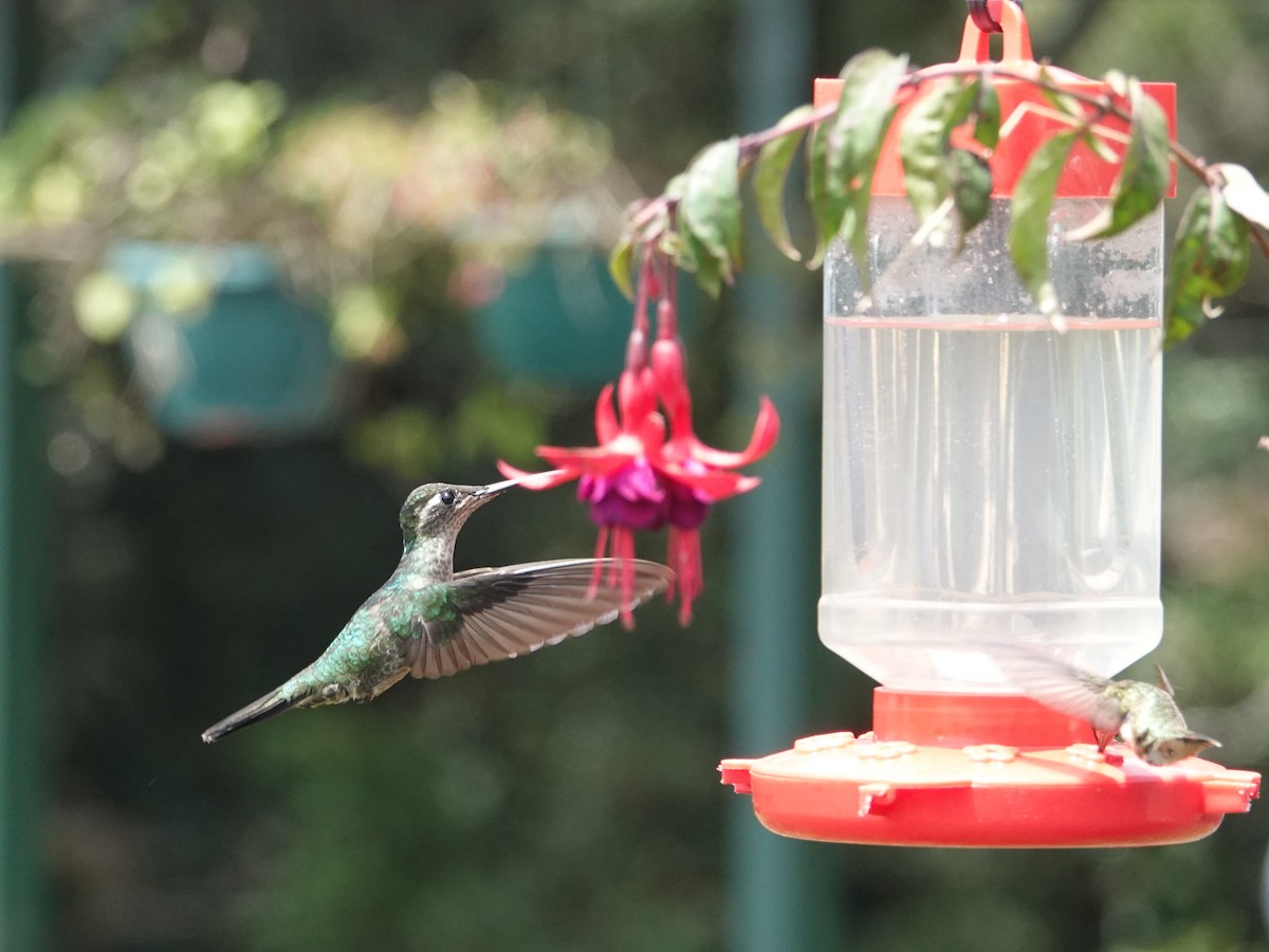 Talamanca Hummingbird - ML617187046