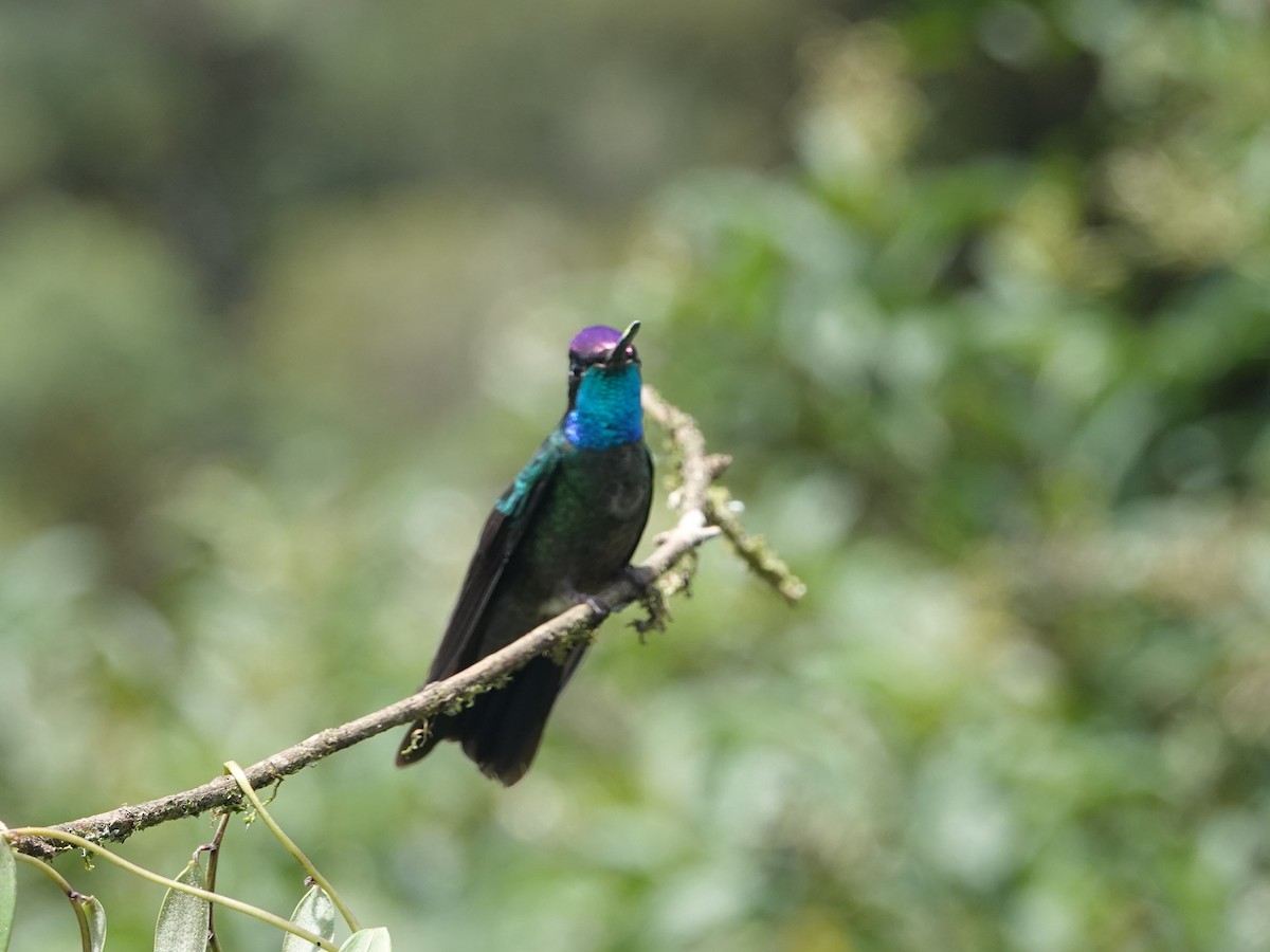 Костариканский колибри-герцог - ML617187047
