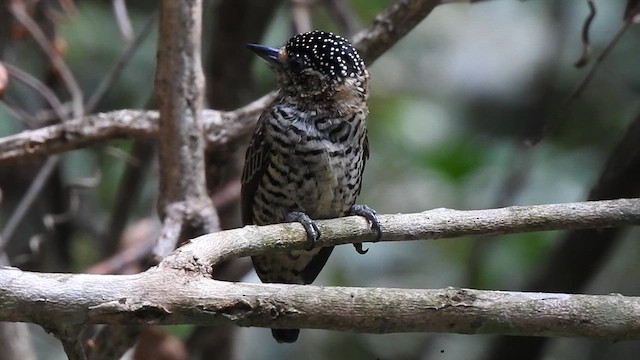 White-barred Piculet - ML617187109