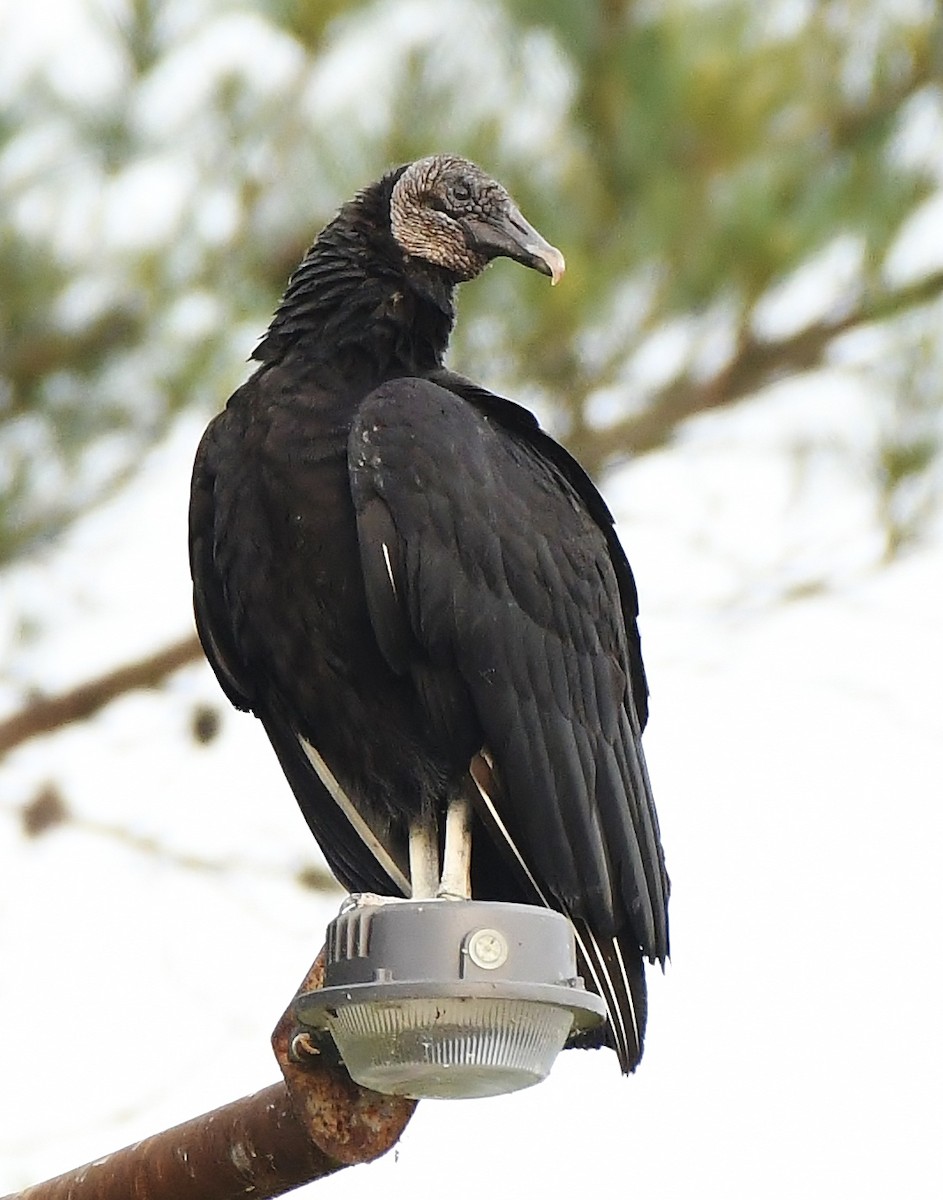 Black Vulture - Rachel Hudson