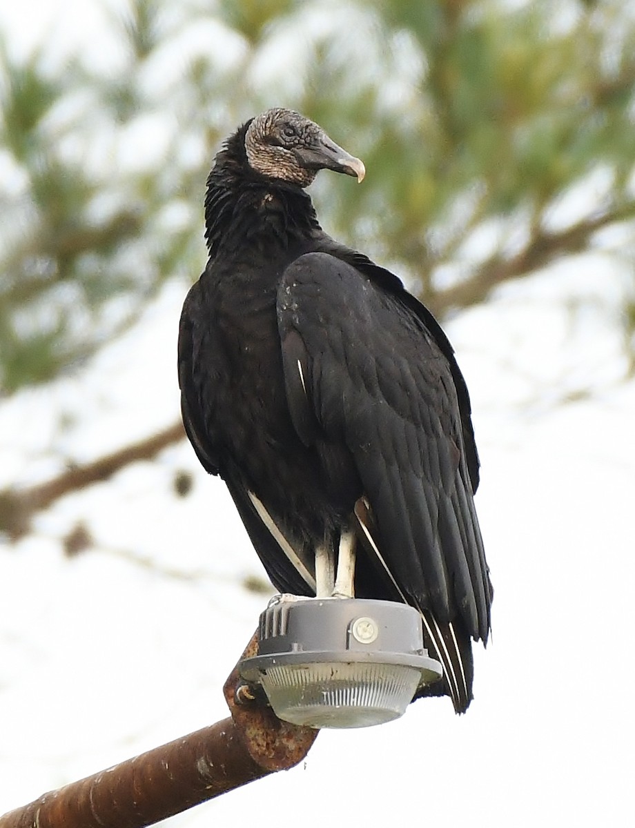 Black Vulture - ML617187119