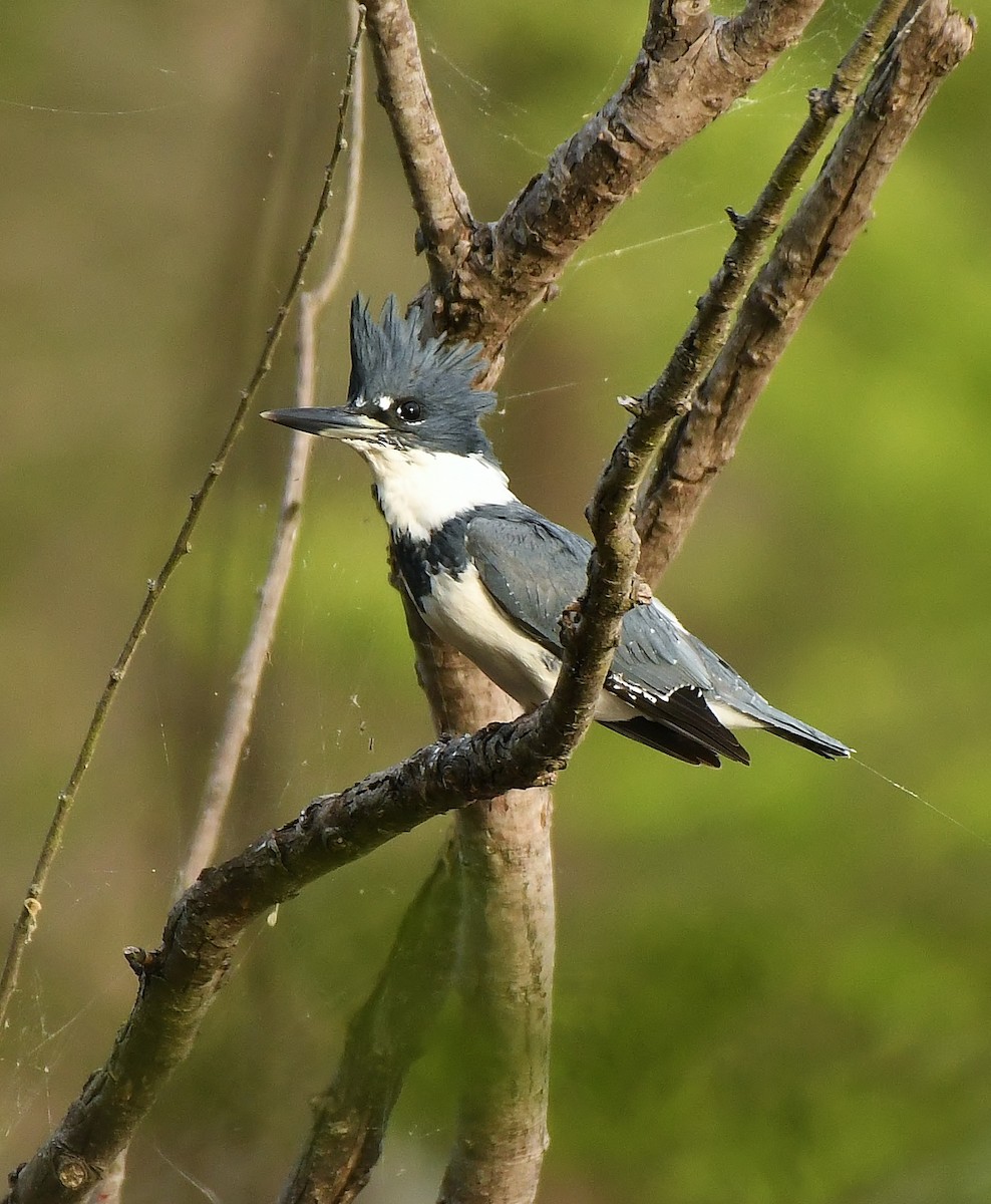 Belted Kingfisher - ML617187139