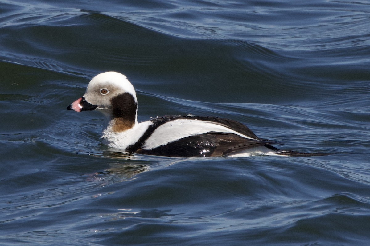 Long-tailed Duck - ML617187140