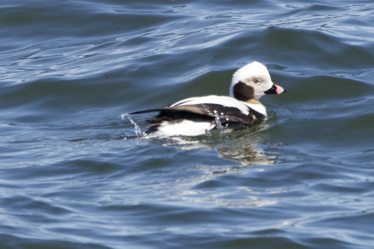 Long-tailed Duck - ML617187141