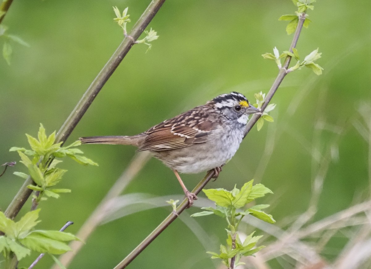 White-throated Sparrow - Paul Fox