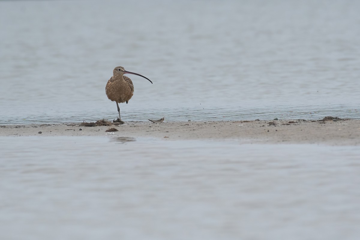 Long-billed Curlew - ML617187151