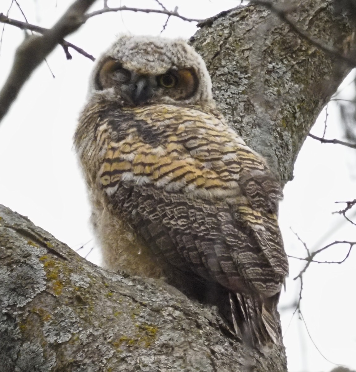 Great Horned Owl - Paul Fox