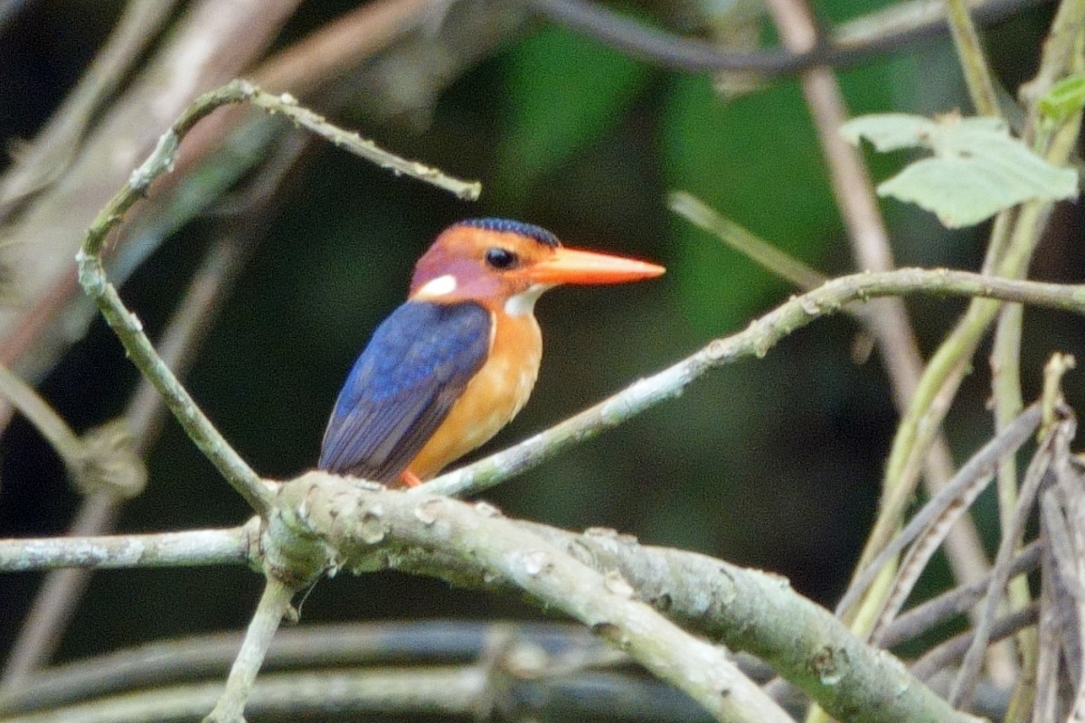 African Pygmy Kingfisher - Carl Haynie