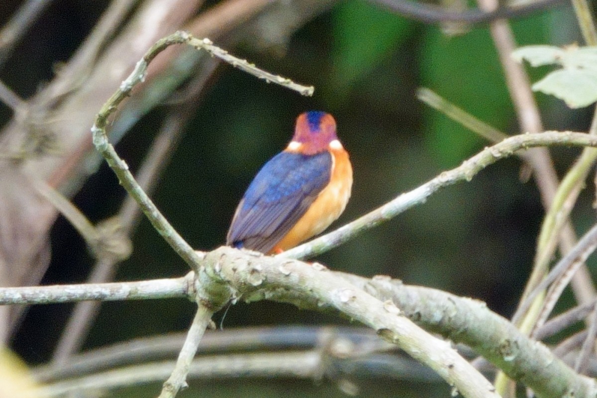African Pygmy Kingfisher - ML617187263