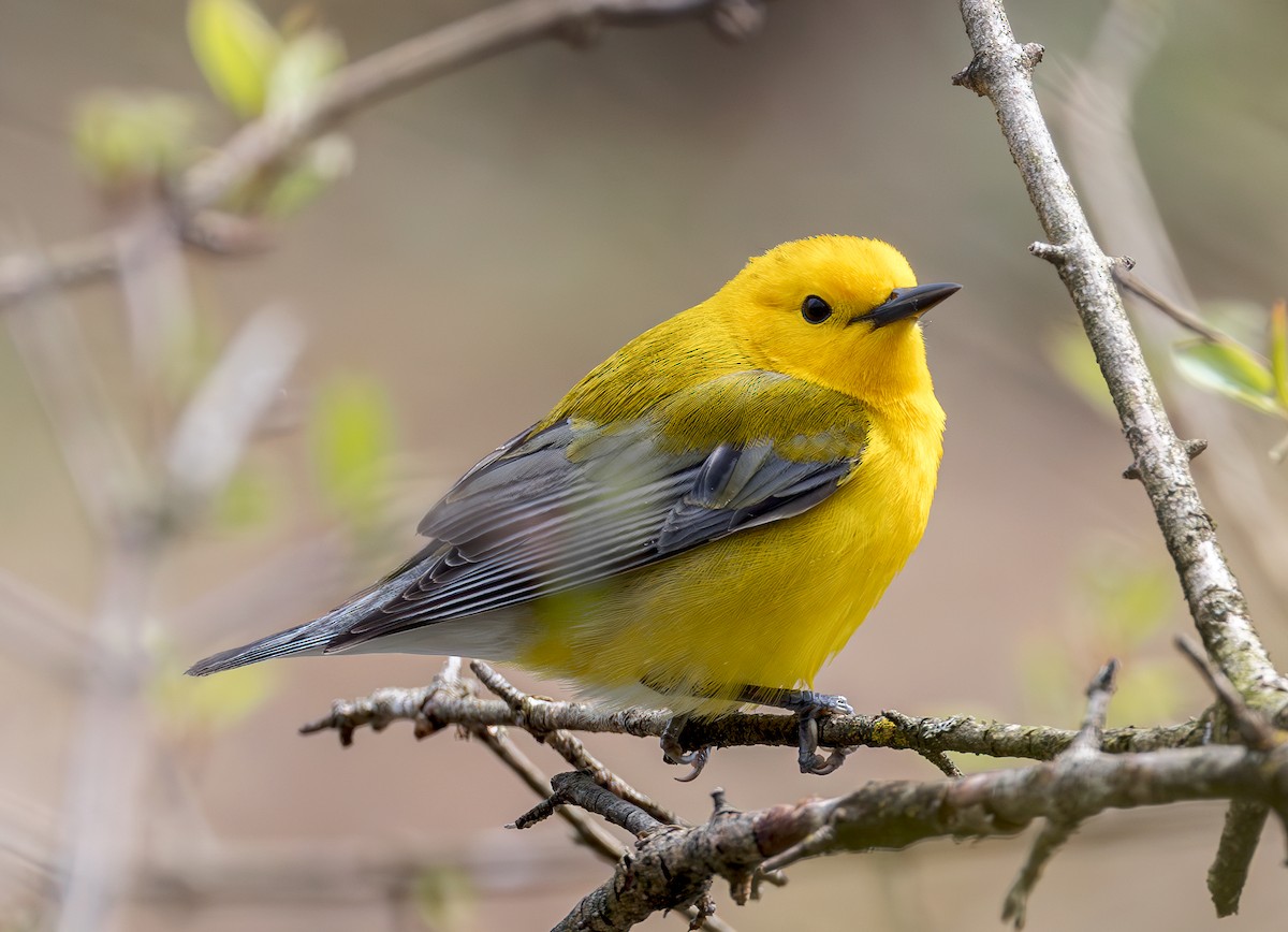 Prothonotary Warbler - ML617187265