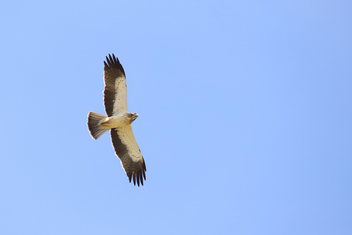 Booted Eagle - Laurent Chevallier